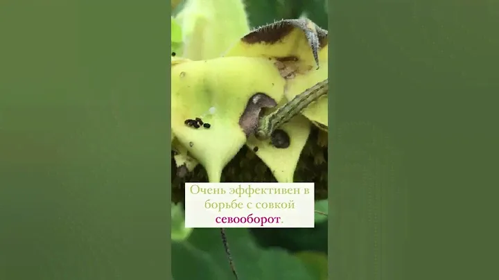 Хитрые вредители совки