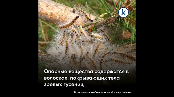 На Куршской косе активизировались опасные для людей гусеницы походного шелкопряда