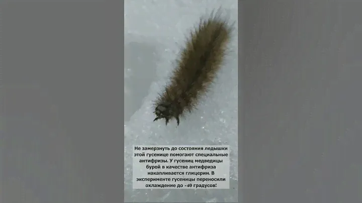 Гусеница бабочки Медведица Бурая на снегу