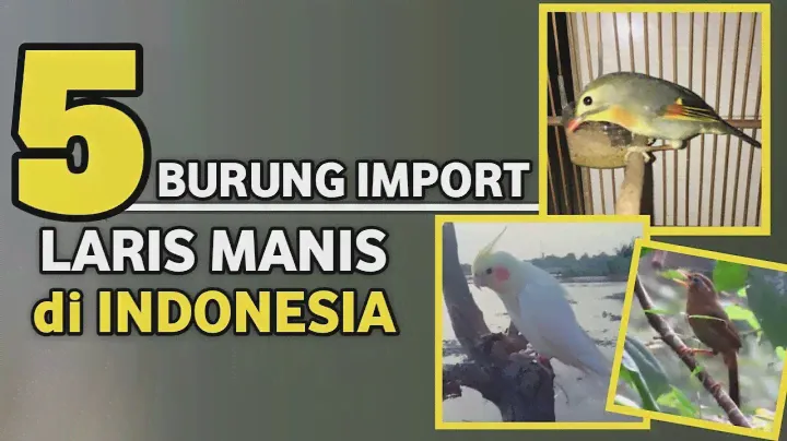 5 Jenis Burung Import Paling Populer di Indonesia