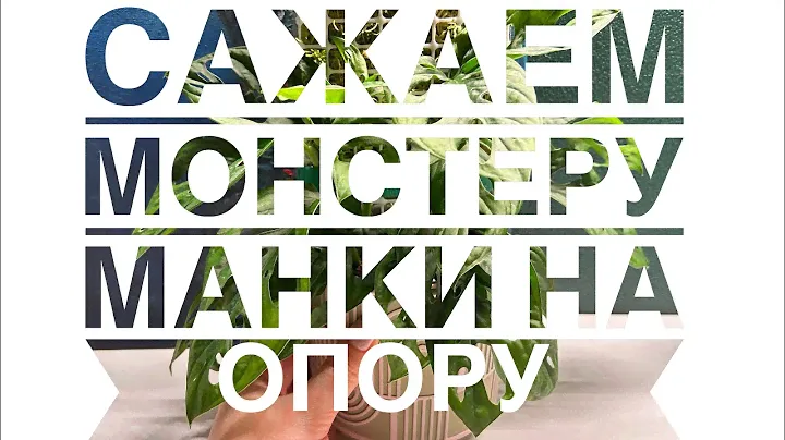 Сажаем Монстеру Манки на опору