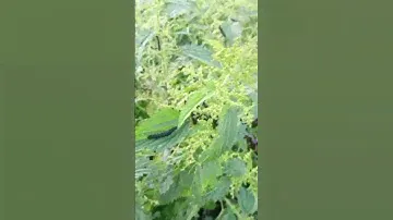 Чëрные гусеницы лежат на крапиве