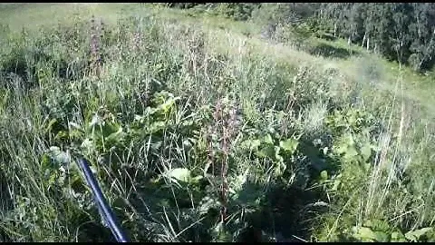 Охота на сурка в Алтайском крае 2019
