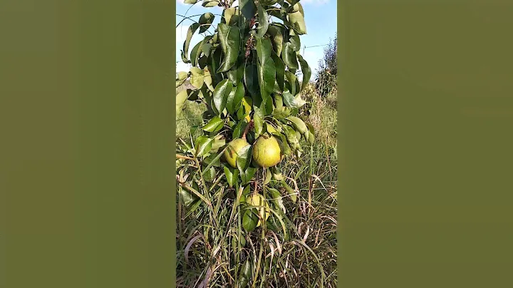 Груша Медовая