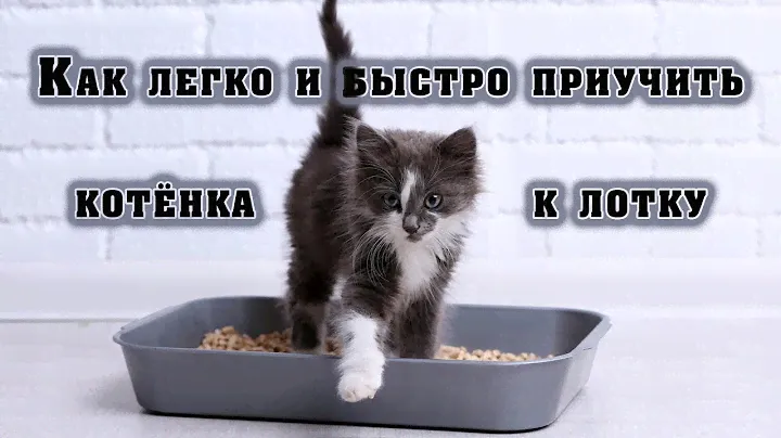 Как легко и быстро приучить котёнка к лотку