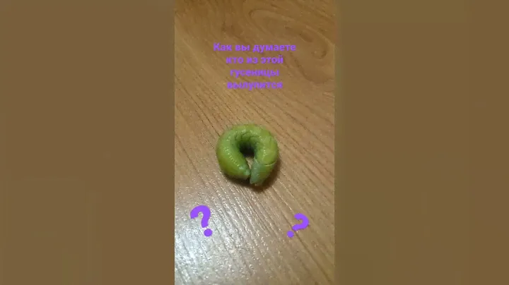 пишите в комментах кто вылупится из этой гусеницы / насекомые / гусеница : ) /