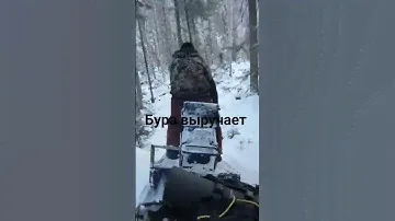 Бура в деле...))) непролазная тайга.Буран может #буран#снегоход#тайга#лес