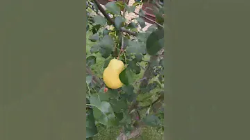 Груши в сибири