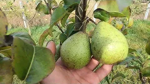 Груша Парижанка / Зимовий сорт груш