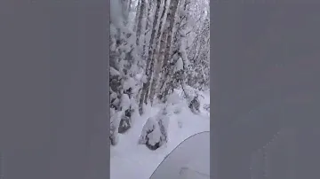 Буран 4 тд по тайге.