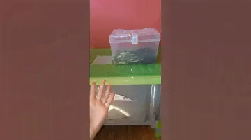 Как часто нужно кормить улиток?🐌Я разочарована в гугле😡#supersnails