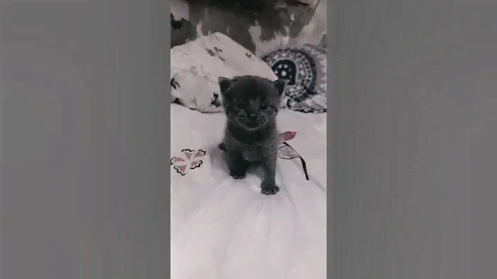 пекинес