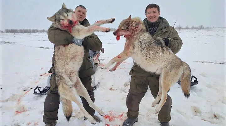ОДНИХ УПУСТИЛИ ДРУГИХ ЗАБРАЛИ! охота на волков hunting wolves