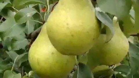 Лучший зимний сорт груши. Сорт груши Завея