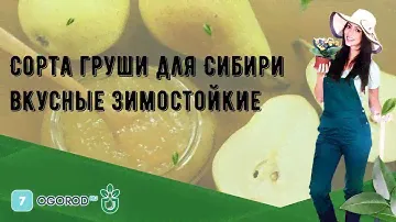 Сорта груши для Сибири вкусные зимостойкие