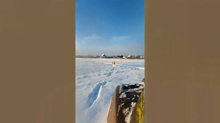 #буран #маламут