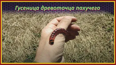 Очень крупный и мерзкий червь / Гусеница древоточца пахучего