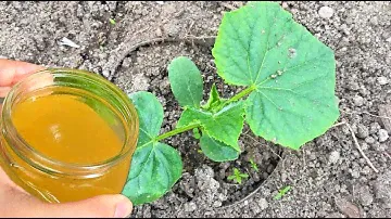 ЛЬЮ ЭТО ПОД ОГУРЦЫ, томаты, перцы и они прут как сумасшедшие, даже хилые и дохлые сразу заплодоносят